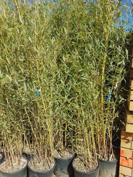 haie de Bambous sur saint maximin la sainte baume