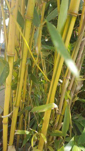 haie de Bambous sur saint maximin la sainte baume