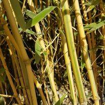 haie de Bambous sur saint maximin la sainte baume