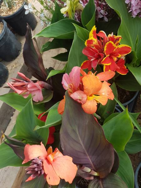 Acheter plantes fleuries de plein soleil en pépinière à Saint-Maximin-la-Sainte-Baume 83
