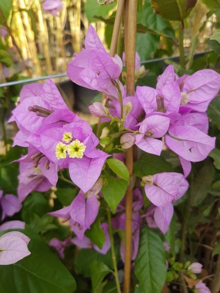 Acheter plantes fleuries de plein soleil en pépinière à Saint-Maximin-la-Sainte-Baume 83