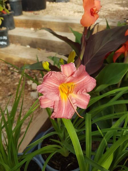 Acheter plantes fleuries de plein soleil en pépinière à Saint-Maximin-la-Sainte-Baume 83