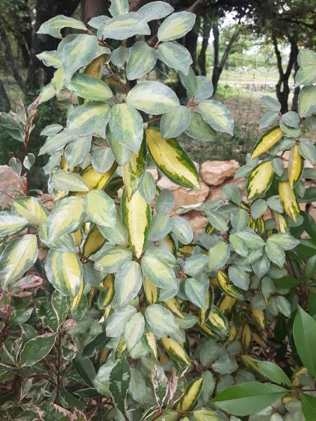 Plantes de haies persistantes en pepiniere à saint maximin la sainte baume