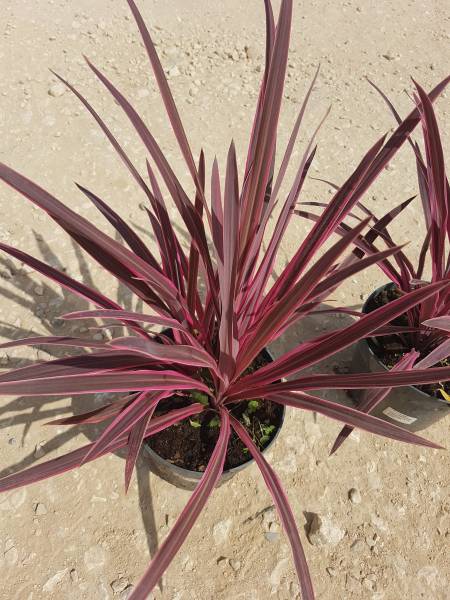 Acheter agrumes résistants au froid et bien plus à Saint-Maximin-la-Sainte-Baume