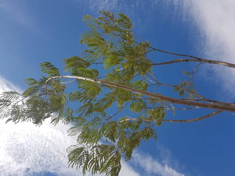 Pépinière avec gamme d'arbres d'ombrage résistants à Saint-Maximin-la-Sainte-Baume