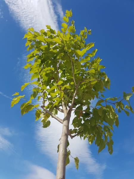 Pépinière avec gamme d'arbres d'ombrage résistants à Saint-Maximin-la-Sainte-Baume