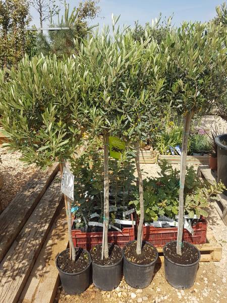 Acheter agrumes résistants au froid et bien plus à Saint-Maximin-la-Sainte-Baume