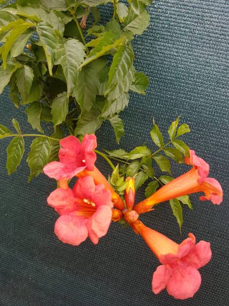 Acheter agrumes résistants au froid et bien plus à Saint-Maximin-la-Sainte-Baume