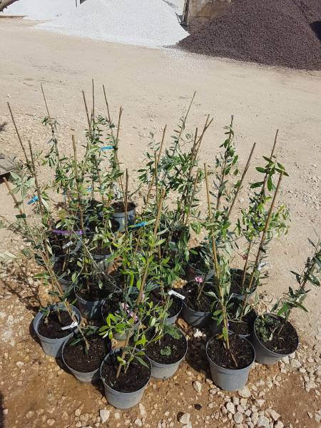 Acheter agrumes résistants au froid et bien plus à Saint-Maximin-la-Sainte-Baume