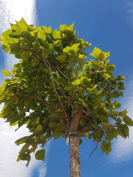Pépinière avec gamme d'arbres d'ombrage résistants à Saint-Maximin-la-Sainte-Baume