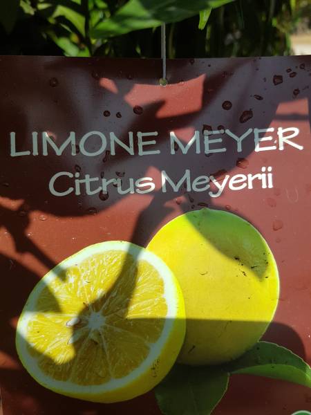 Acheter agrumes résistants au froid et bien plus à Saint-Maximin-la-Sainte-Baume