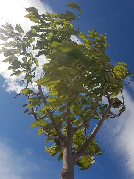 Pépinière avec gamme d'arbres d'ombrage résistants à Saint-Maximin-la-Sainte-Baume