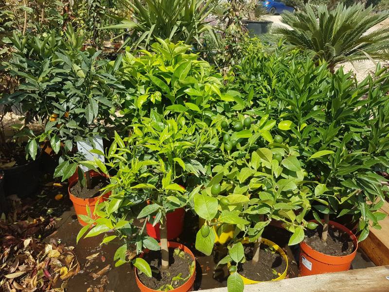 Acheter agrumes résistants au froid et bien plus à Saint-Maximin-la-Sainte-Baume