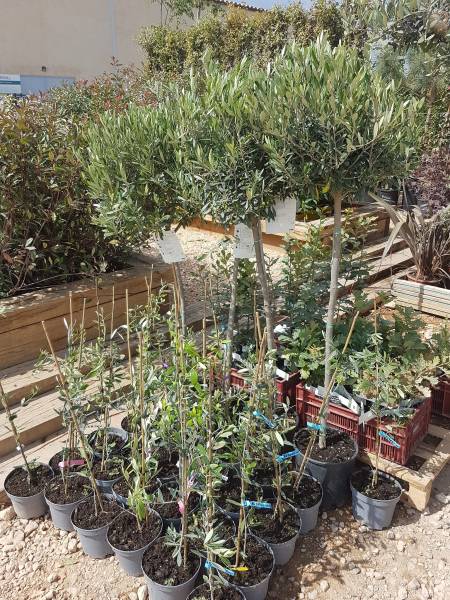 Acheter agrumes résistants au froid et bien plus à Saint-Maximin-la-Sainte-Baume