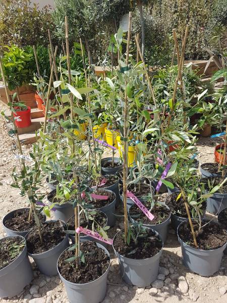 Acheter agrumes résistants au froid et bien plus à Saint-Maximin-la-Sainte-Baume