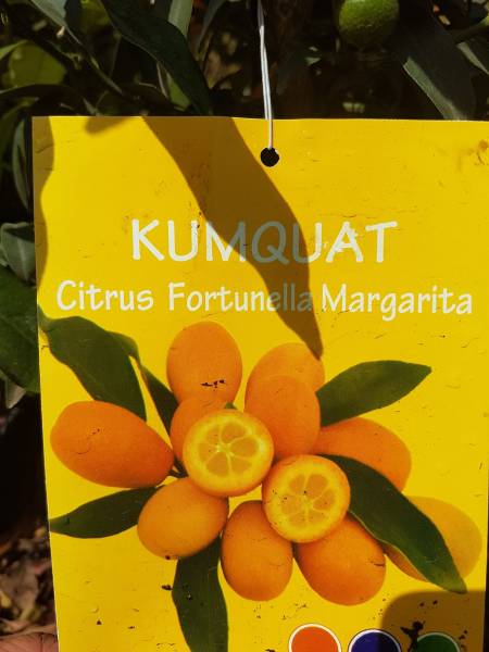 Acheter agrumes résistants au froid et bien plus à Saint-Maximin-la-Sainte-Baume