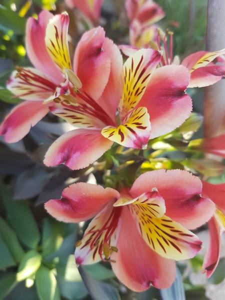 Pépinière pour plantes fleuries toute l'année ou l'été à Saint-Maximin-la-Sainte-Baume