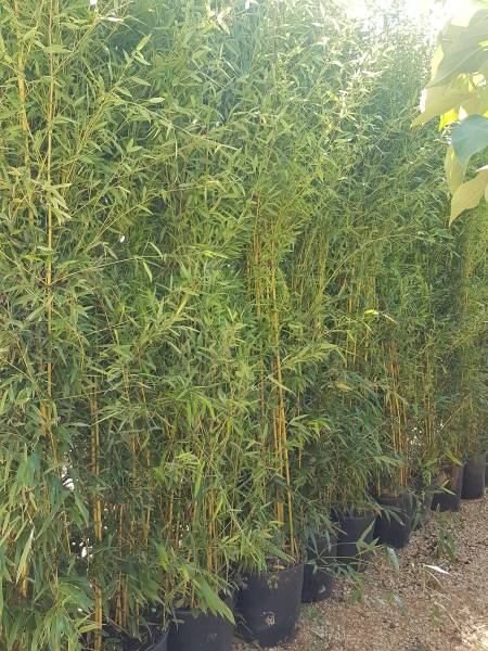 Arrivage de variétés de bambous chez ALTA Pépinière à Saint-Maximin-la-Sainte-Baume Var