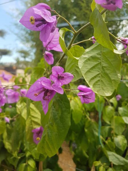 Acheter plantes d'extérieur : le Bougainvillier Violet de Méze résistant à Saint-Maximin-la-Sainte-Baume