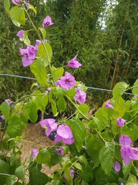 Acheter plantes d'extérieur : le Bougainvillier Violet de Méze résistant à Saint-Maximin-la-Sainte-Baume