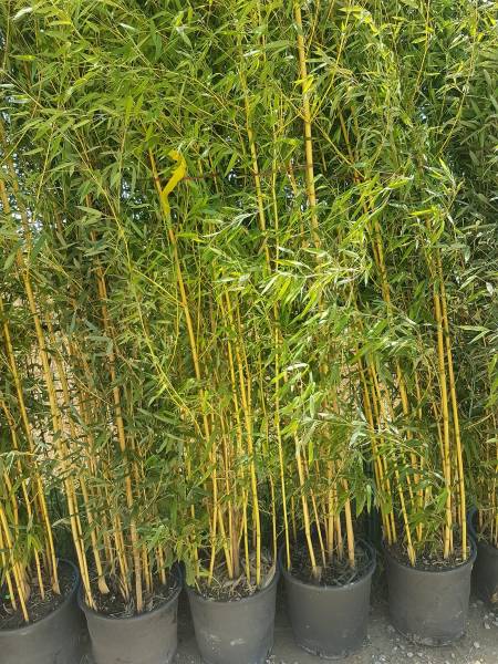 haie de Bambous sur saint maximin la sainte baume