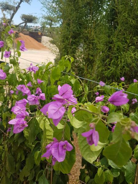 Acheter plantes d'extérieur : le Bougainvillier Violet de Méze résistant à Saint-Maximin-la-Sainte-Baume