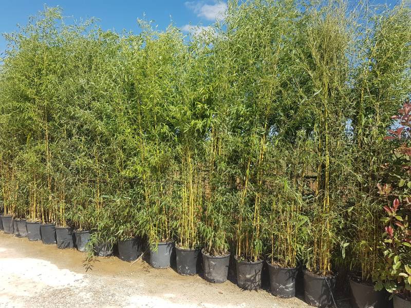 Arrivage de variétés de bambous chez ALTA Pépinière à Saint-Maximin-la-Sainte-Baume Var