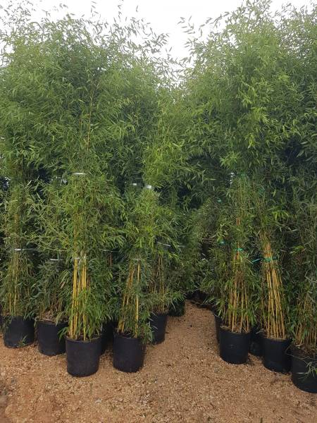 Arrivage de variétés de bambous chez ALTA Pépinière à Saint-Maximin-la-Sainte-Baume Var