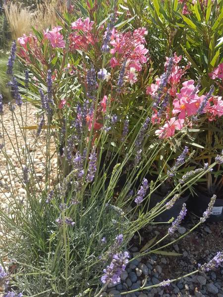 Pépinière pour plantes fleuries toute l'année ou l'été à Saint-Maximin-la-Sainte-Baume