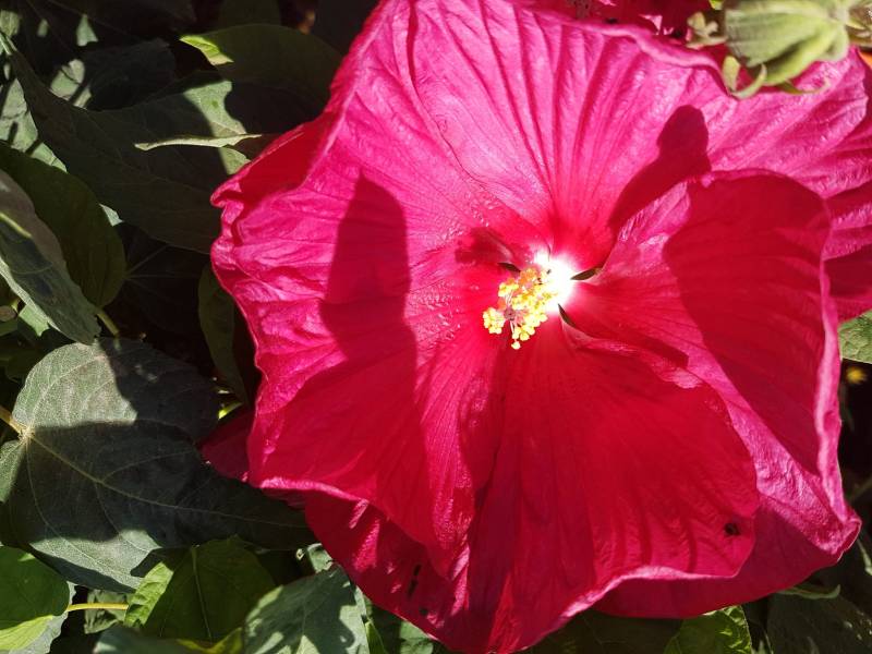 Acheter plantes hibiscus résistante qui fleurit tout l'été à Saint-Maximin-la-Sainte-Baume 83