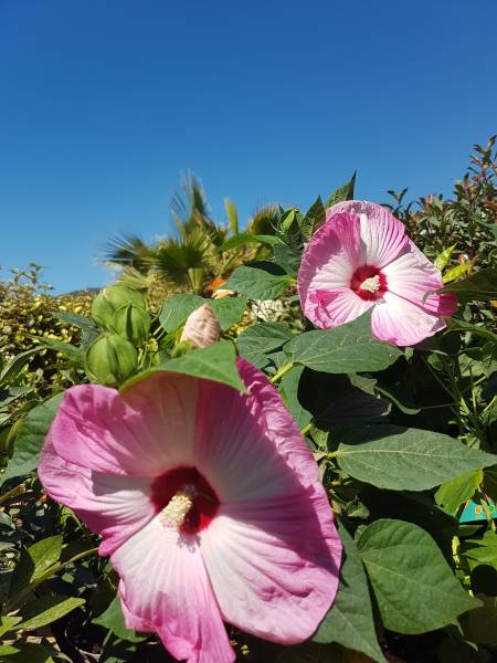 Acheter plantes hibiscus résistante qui fleurit tout l'été à Saint-Maximin-la-Sainte-Baume 83