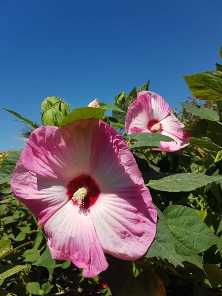 Acheter plantes hibiscus résistante qui fleurit tout l'été à Saint-Maximin-la-Sainte-Baume 83