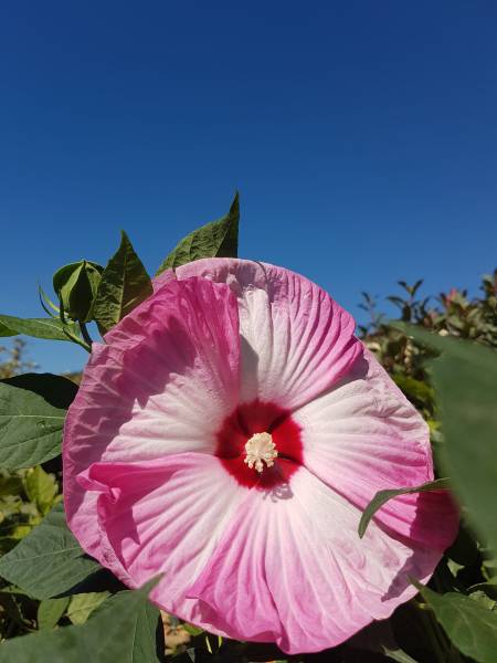 Acheter plantes hibiscus résistante qui fleurit tout l'été à Saint-Maximin-la-Sainte-Baume 83