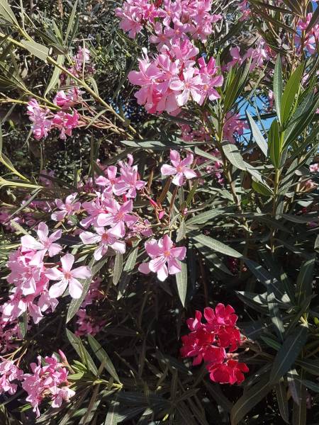 Pépinière pour plantes fleuries toute l'année ou l'été à Saint-Maximin-la-Sainte-Baume