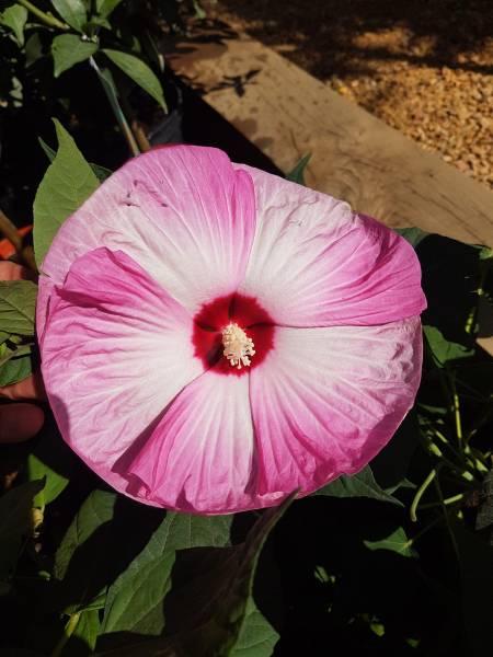 Pépinière pour plantes fleuries toute l'année ou l'été à Saint-Maximin-la-Sainte-Baume