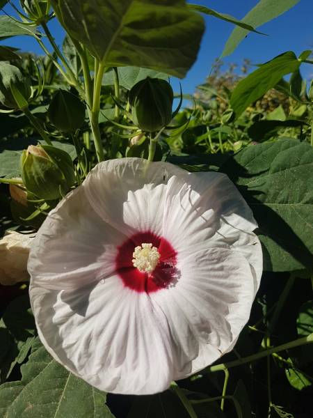 Pépinière pour plantes fleuries toute l'année ou l'été à Saint-Maximin-la-Sainte-Baume