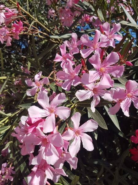 Pépinière pour plantes fleuries toute l'année ou l'été à Saint-Maximin-la-Sainte-Baume