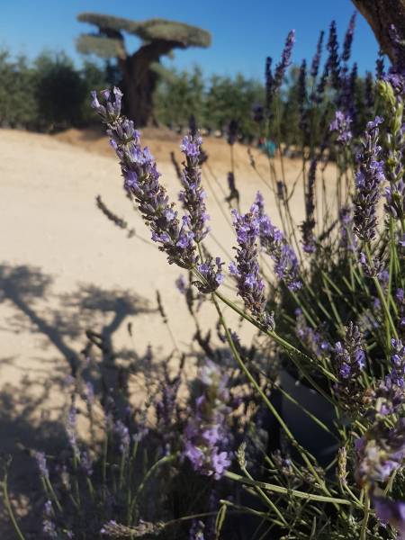 Pépinière pour plantes fleuries toute l'année ou l'été à Saint-Maximin-la-Sainte-Baume