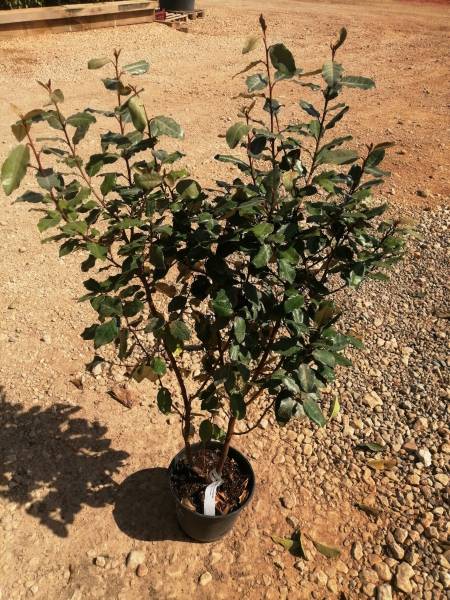 Pépinière pour achat des plantes locales de haute qualité pour jardin sec à Saint-Maximin-la-Sainte-Baume