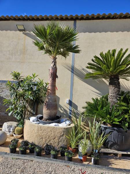 Allier le minéral au végétal