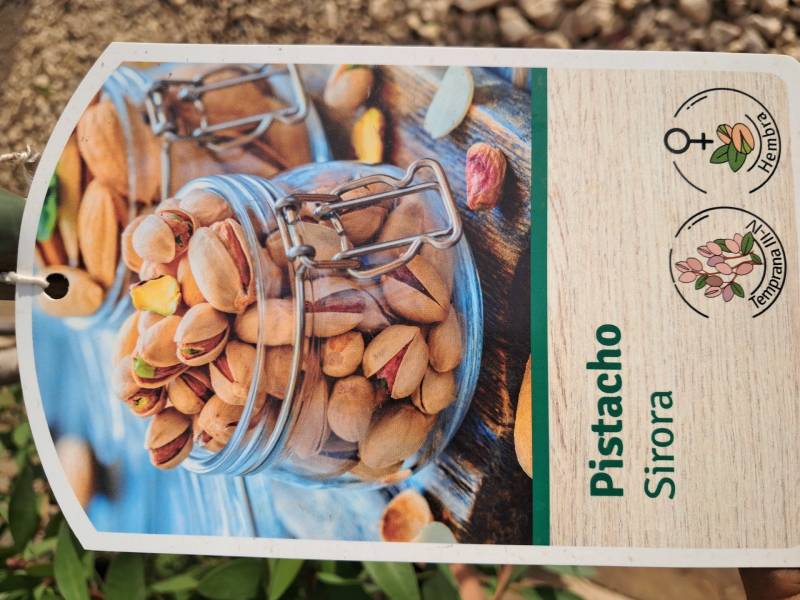 Pistachier : un arbre d'avenir, rustique et résistant à la sécheresse.