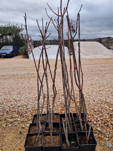 Pistachier : un arbre d'avenir, rustique et résistant à la sécheresse.