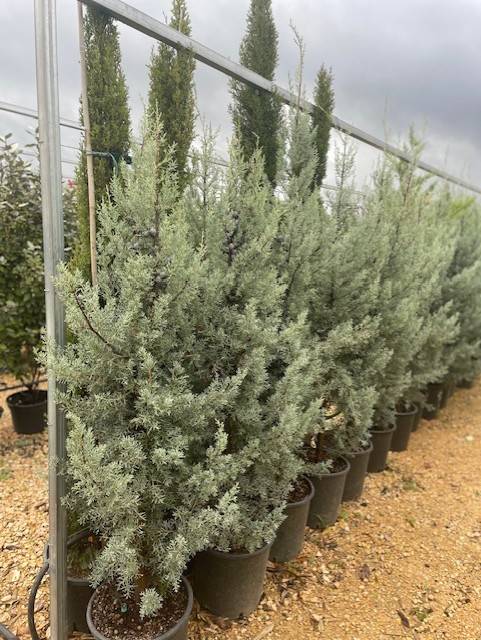 cupressus arizonica fastigiata