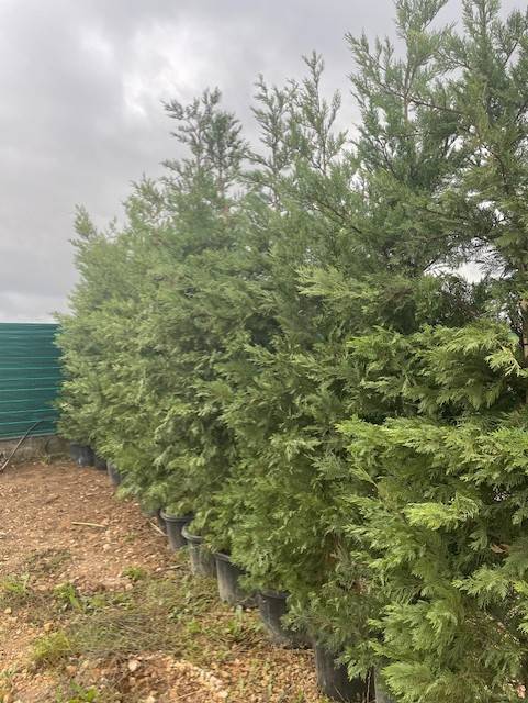 cupressus leylandi