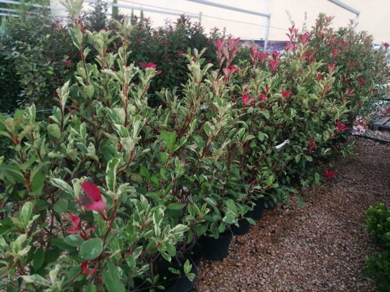 photinia pink marble cassini