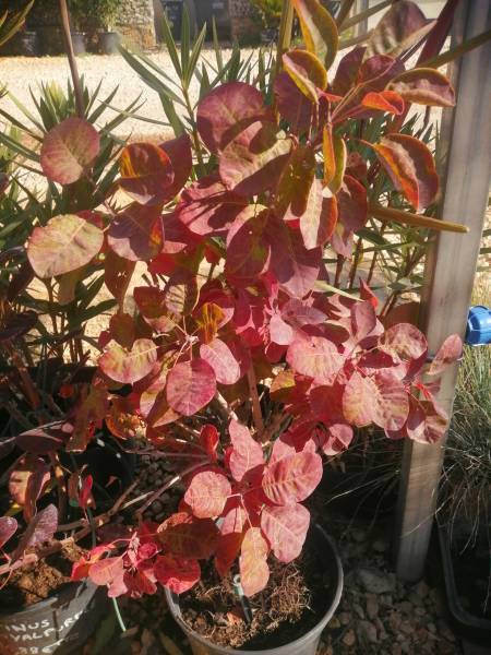 cotinus coggyria