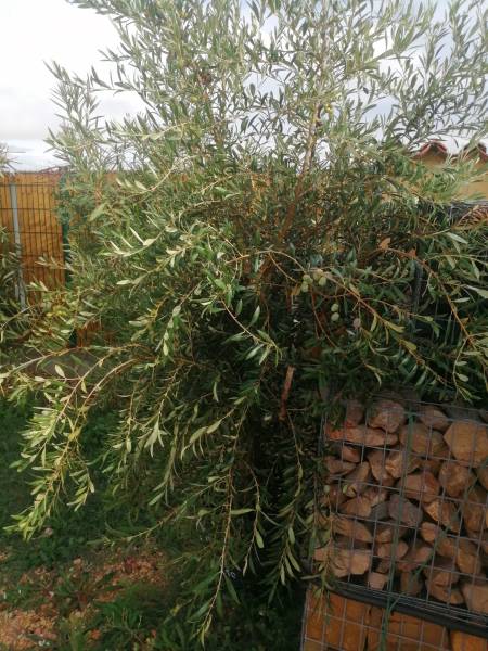 olea forme naturelle