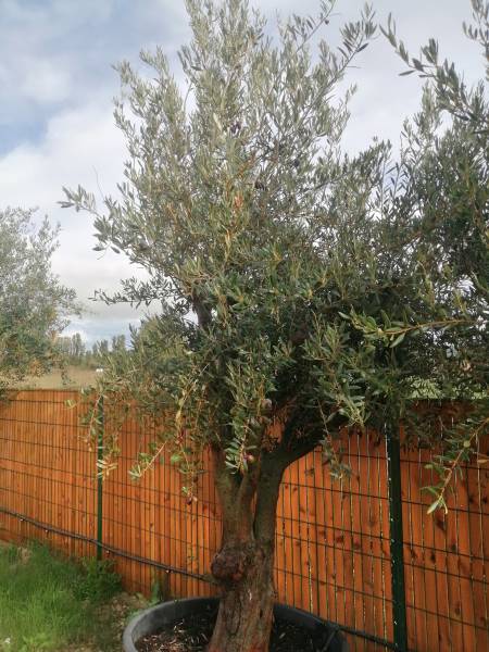olea forme naturelle