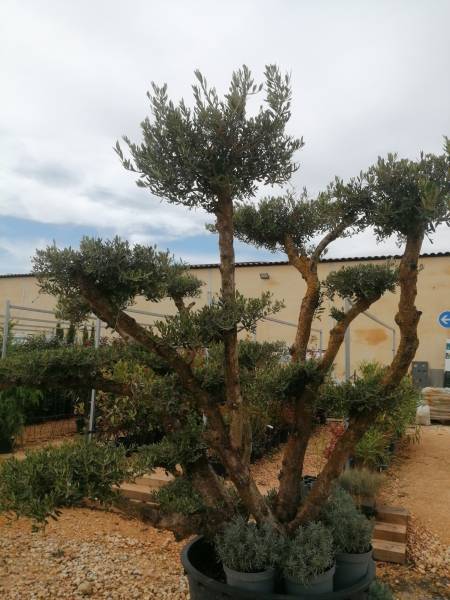 olea topiaire