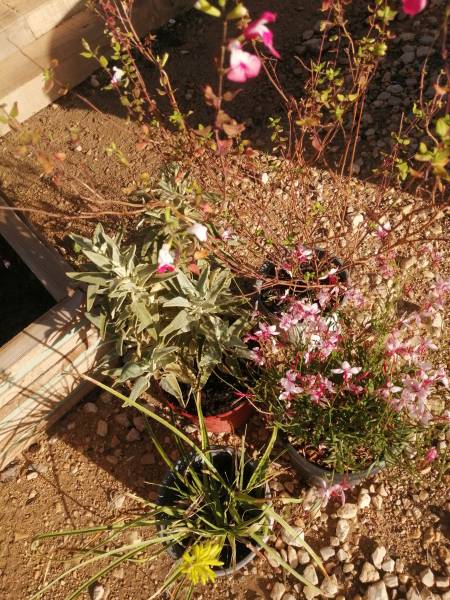 phlomis purpurea/kniphofia popsicle/gaura lindheimeri/salvia microphylla hot lips